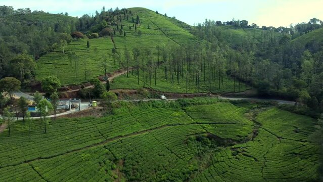 An aerial view of tea plantation in a hill at Nilgiri forest Ooty. Landscape of Ooty Tamil nadu India 