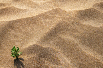 Background with beach sand and green plant close-up. Sand dunes on a sunny summer day.