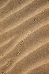 Background with beach sand and bird tracks in close-up. Sand dunes on a sunny summer day.