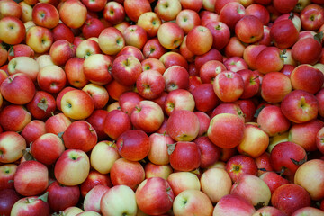 Fresh picked honey crispy apples as food background