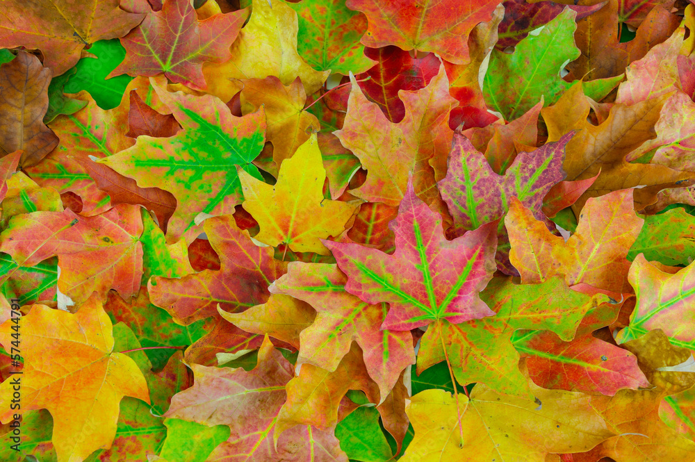 Canvas Prints colorful autumn leaves as nature background