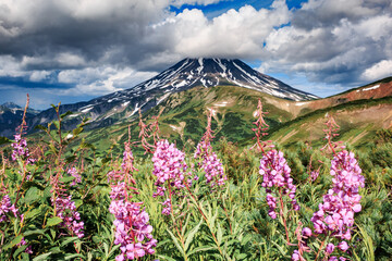 Fireweed with purple flowers against the backdrop of the Vilyuchinsky volcano, clear sunny day,...
