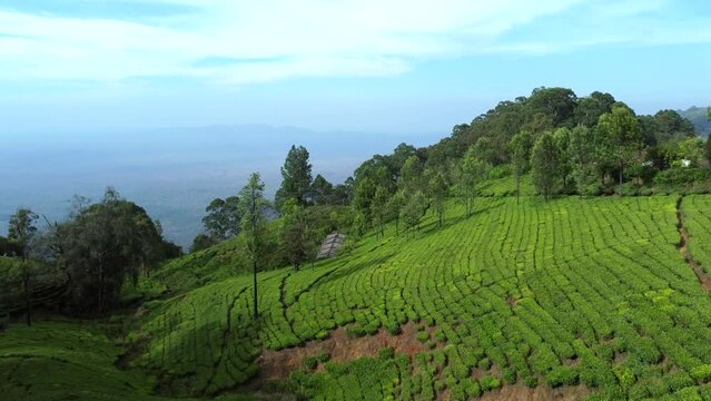An aerial view of tea plantation in a hill at Nilgiri forest Ooty. Landscape of Ooty Tamil nadu India 