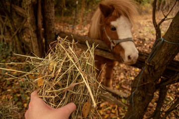 Feeding time for brown and white mini horse about to eat hay