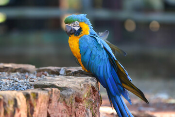 macaw, blue and yellow, parrot, tropical bird, plumage, beak