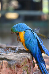 macaw, blue and yellow, parrot, tropical bird, plumage, beak