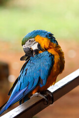 macaw, blue and yellow, parrot, tropical bird, plumage, beak