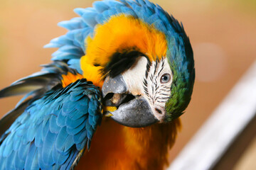 macaw, blue and yellow, parrot, tropical bird, plumage, beak
