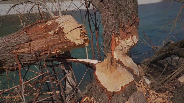 Beaver gnawed tree near the Isar River in Munich, Germany. Tree felled by beavers. Tree trunks with bite marks of beavers. Beaver bite marks on a trunk of a tree. Damaged wood by a bobber. 