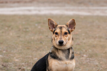 Naklejka na ściany i meble Portrait of a dog with big ears.A funny dog with big ears on a walk in the park.