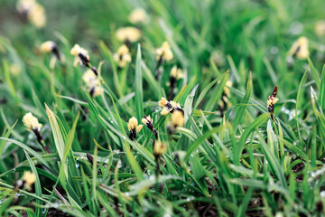 Yellow flowers in the grass in Kamchatka close-up, macro. Mountain flowers.