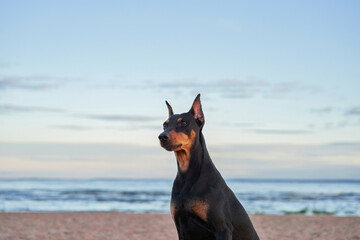 German Standard Pinscher on the beach near the water, on the sea. dog in nature