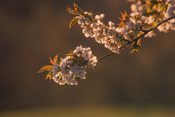 Cherry blossoms in the golden light Spring time