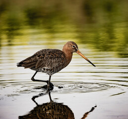 Agachadiza Común Ría Formosa, Portugal