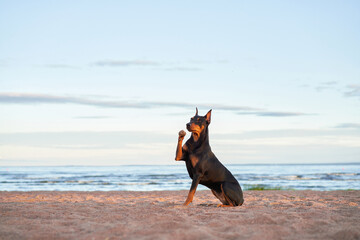 German Standard Pinscher on the beach near the water, on the sea. dog in nature