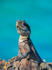 Eastern Water Dragon on the rocks, Australian reptile, Azure blue sea behind, Australia 