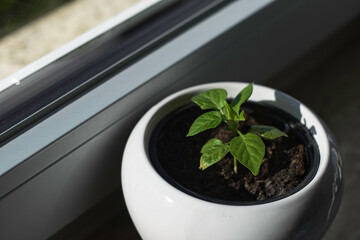 seedling in a pot
