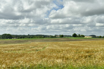 Champ de blé sous un ciel gris près du bourg de Champagne au Périgord Vert  © Photocolorsteph