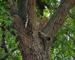 Leopard sleeping in the Branches of a Tree in South Africa