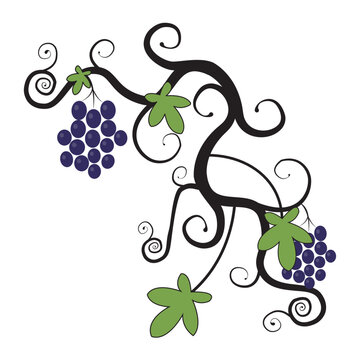 Grape vine branches ornament colored vector icon isolated