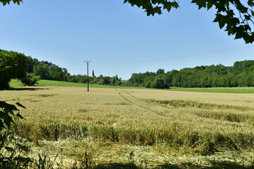 Champs de blé sous un ciel clair à Champagne au Périgord Vert