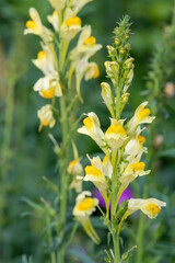 Fototapeta premium Close up of common toadflax (linaria vulgaris) in bloom