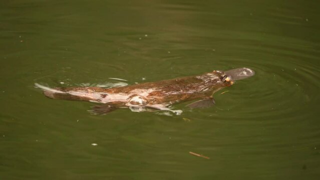Platypus - Ornithorhynchus anatinus, duck-billed platypus, strange water marsupial with duck beak and flat fin tail swimming in lake, egg-laying mammal endemic to eastern Australia and Tasmania.