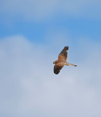 Common kestrel (Falco tinnunculus) flying in the sky in summer.