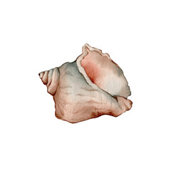 Watercolor Shell. Underwater animals isolated on white background. Aquatic illustration for design, print or background. shell, conch, seashell, cockleshell