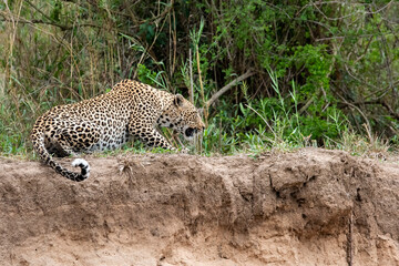 Fototapeta na wymiar Leopard Crouching on a Cliff over the Sand River in South Africa