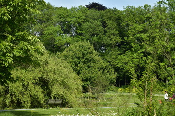 Végétation luxuriante au printemps au Vrijbroekpark à Malines 