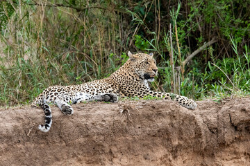 Leopard on a Cliff over the Sand River in South Africa