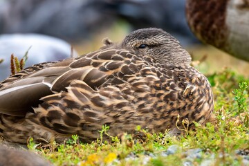 Female mallard duck (Anas platyrhynchos) resting on the grass