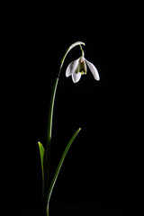 Fototapeta premium Snowdrop flower