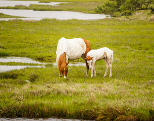 Obraz premium Ponies in the Marsh