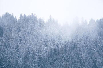trees in the snow