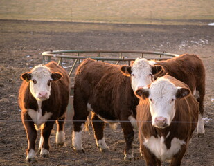 Cows looking back at you, Northern Illinois USA