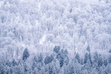 snow covered trees