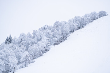 Obraz premium snow covered trees