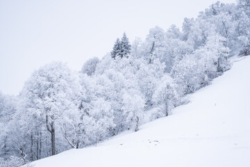 snow covered trees