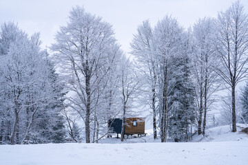A house in a snow-covered forest