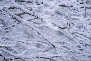 frost on the branches