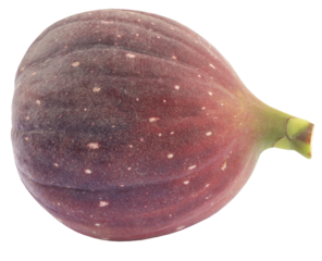 Fresh organic common fig sliced