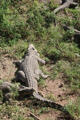 Crocodylus rhombifer on river bank, Cuba Caribbean
