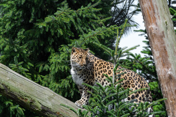 Naklejka na ściany i meble Amur Leopard Climbing Up a Fallen Tree