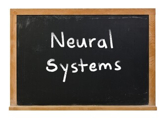 Obraz premium Neural systems written in white chalk on a black chalkboard isolated on white