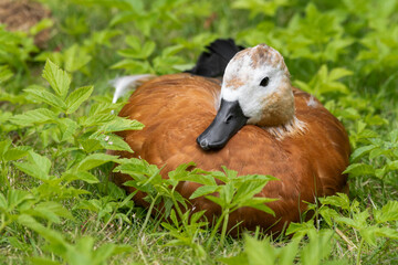 Ruddy Shelduck Resting on Grass