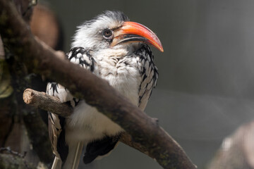 Red-billed Hornbill Perched in a Tree