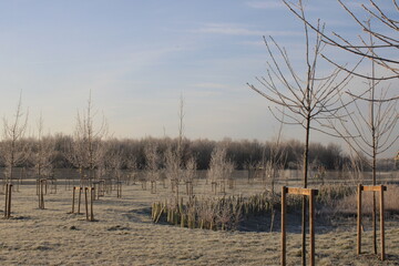 Frosty fields with hedgerow and trees on a cold winter's morning