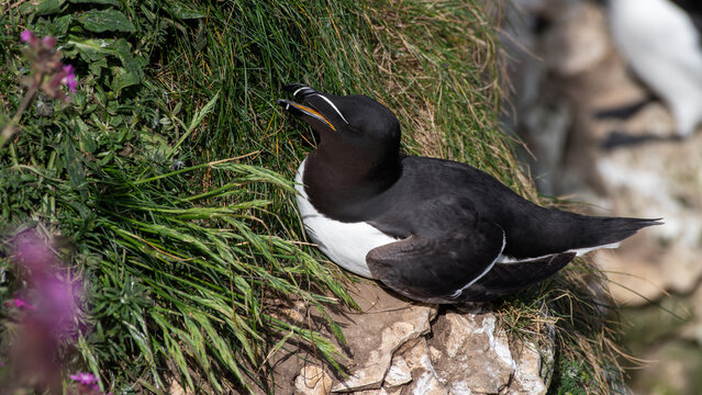 Razorbill Perched on a Sea Cliff